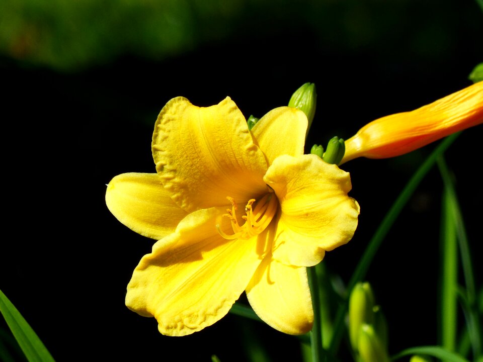 Flower plant floral