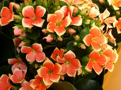 Red leaf tips white