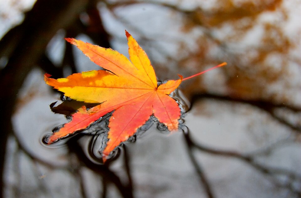 Nature plant fall