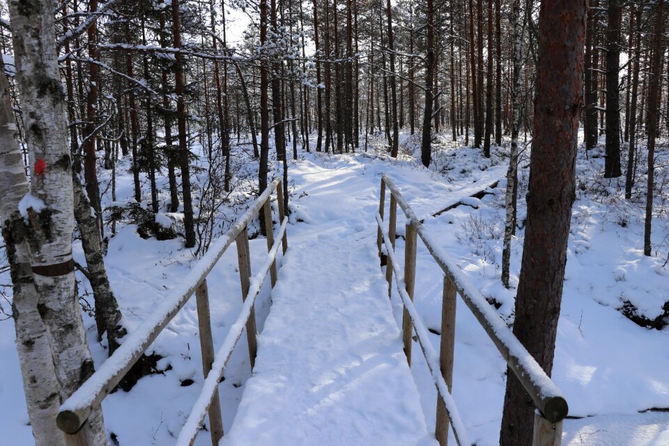 Snow winter wood