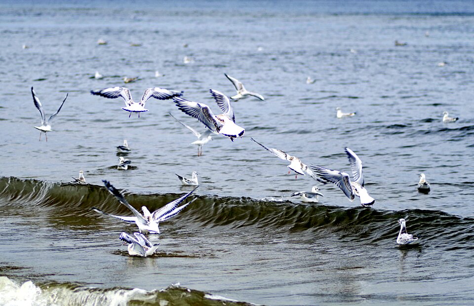 Swim fly sea