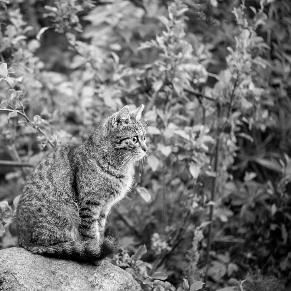 Nature mammals animals