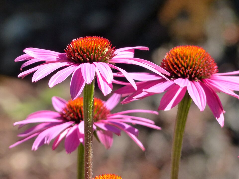 Nature plant garden