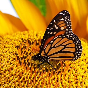 Nature yellow flower