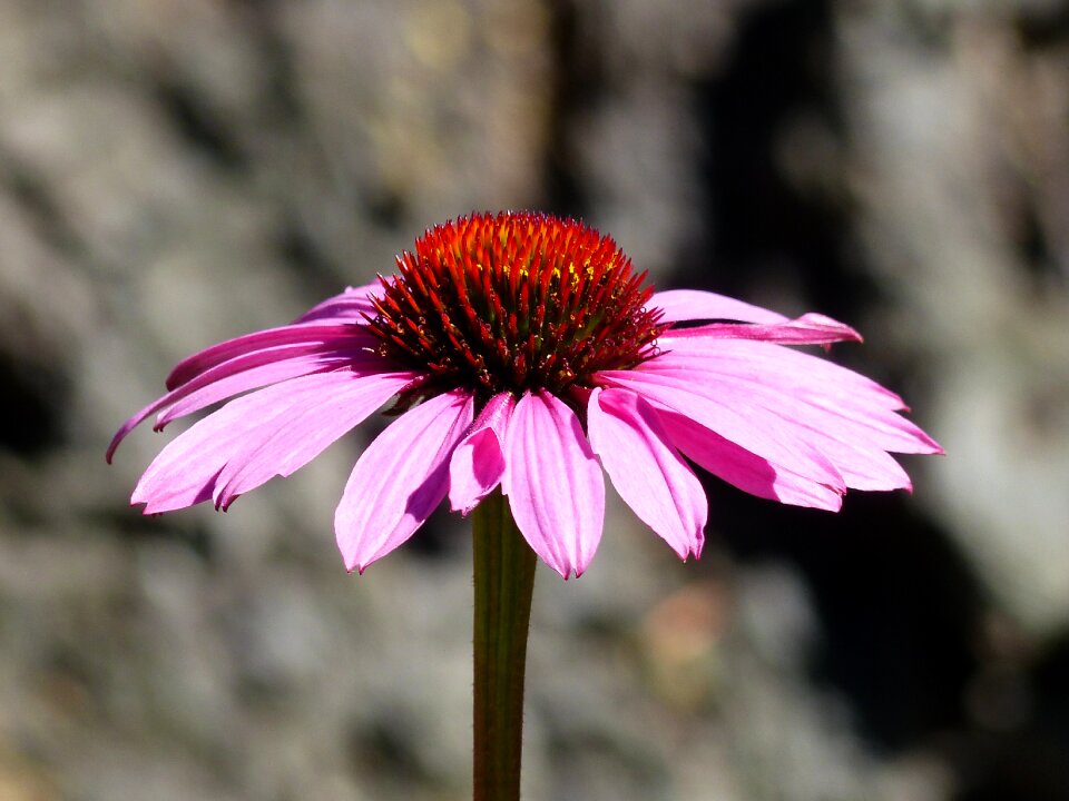 Nature plant garden