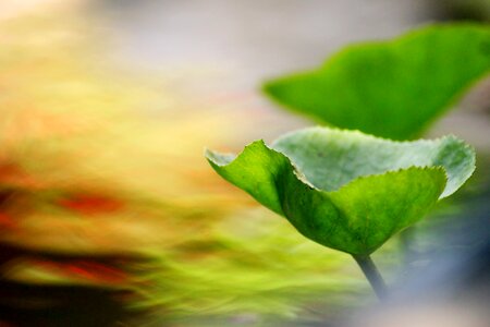 Outdoor body of water garden