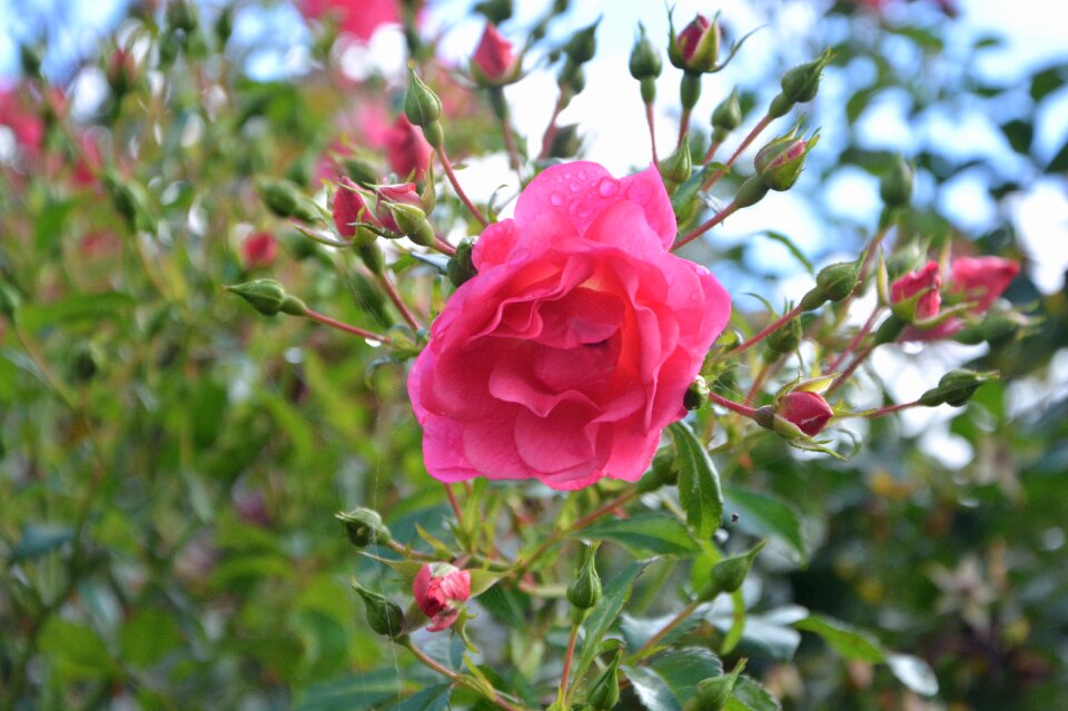Rosebush nature garden