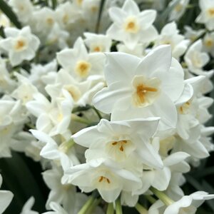 Narcissus flowers plant