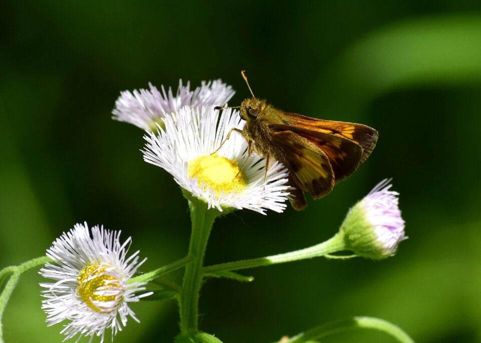 Flower summer moth