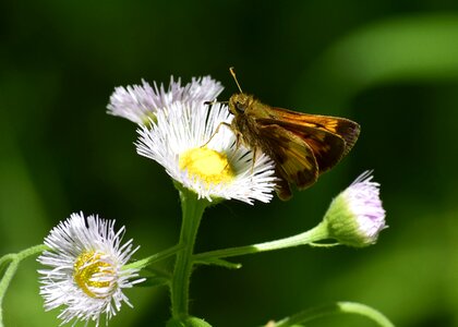 Flower summer moth photo