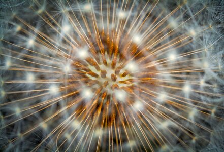 Dandelion umbrellas macro