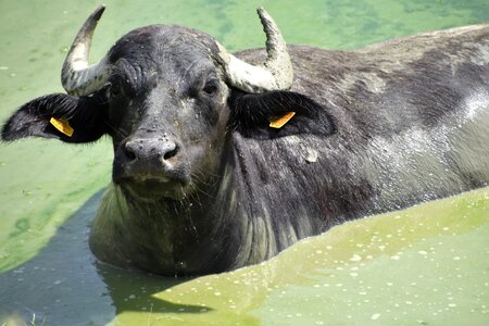 Cattle nature water buffalo photo