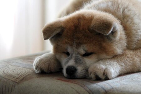 Japanese akita red dog dog photo