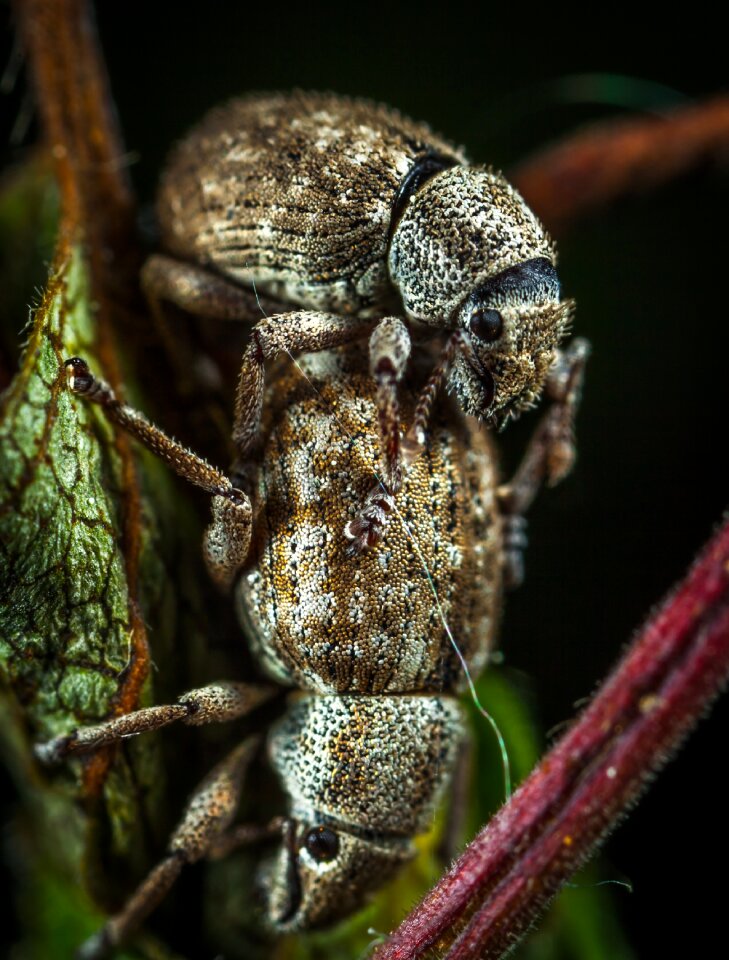 Living nature animals macro