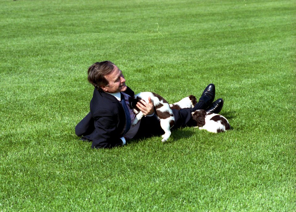 President George H. W. Bush plays with Millie and her puppies on the lawn of the White House