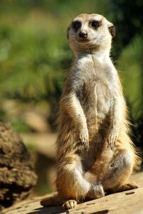 Animal nature meerkat