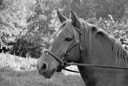 Ears mare ride horses photo