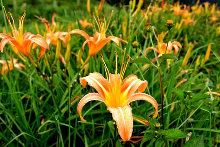 Tiger lily flower flower sea of flowers photo