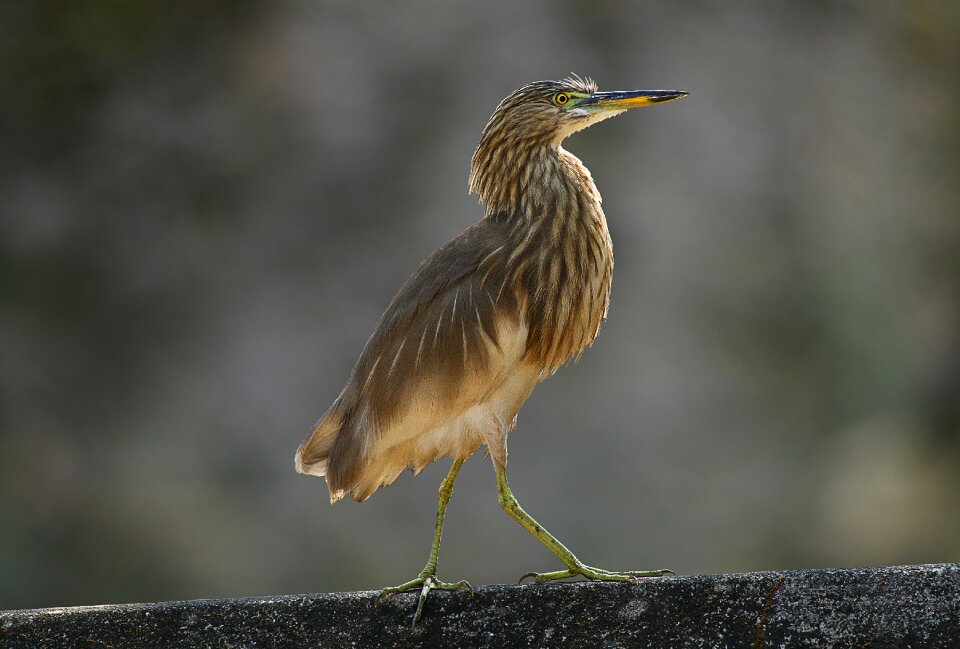 Animal beak avian photo