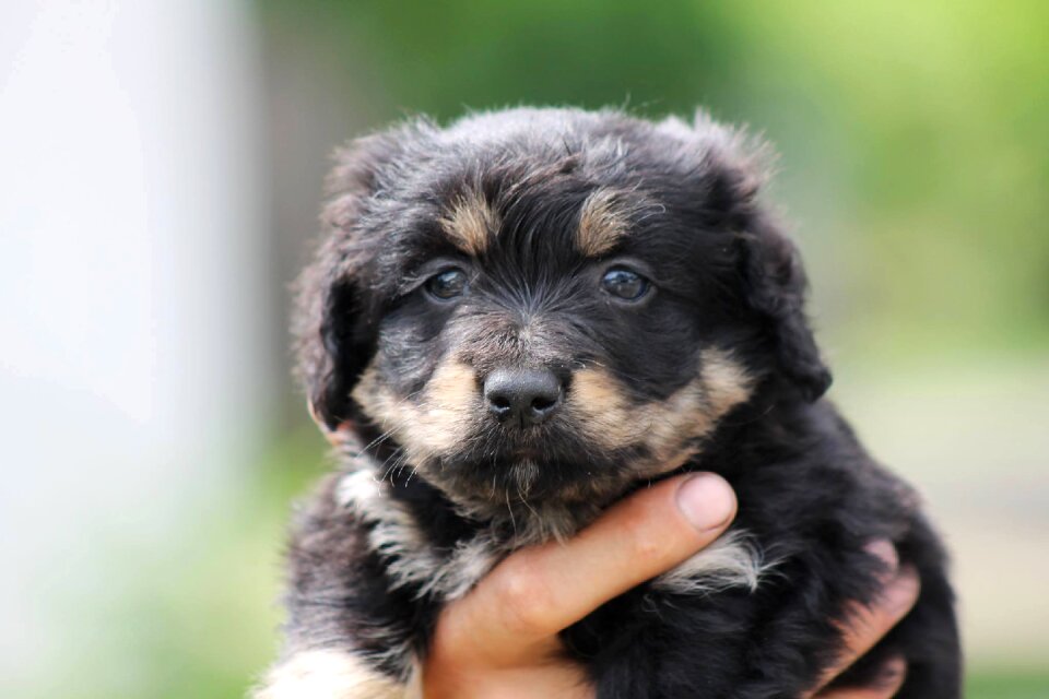 Puppy mixture dog pets