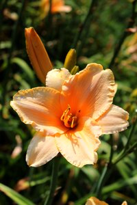 Flower plant garden