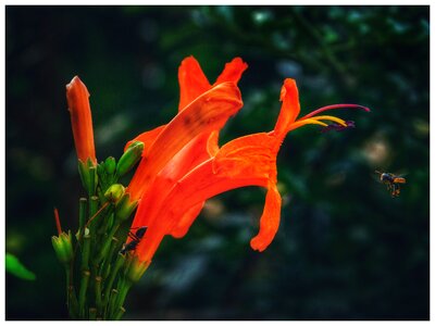 Garden color leaf photo