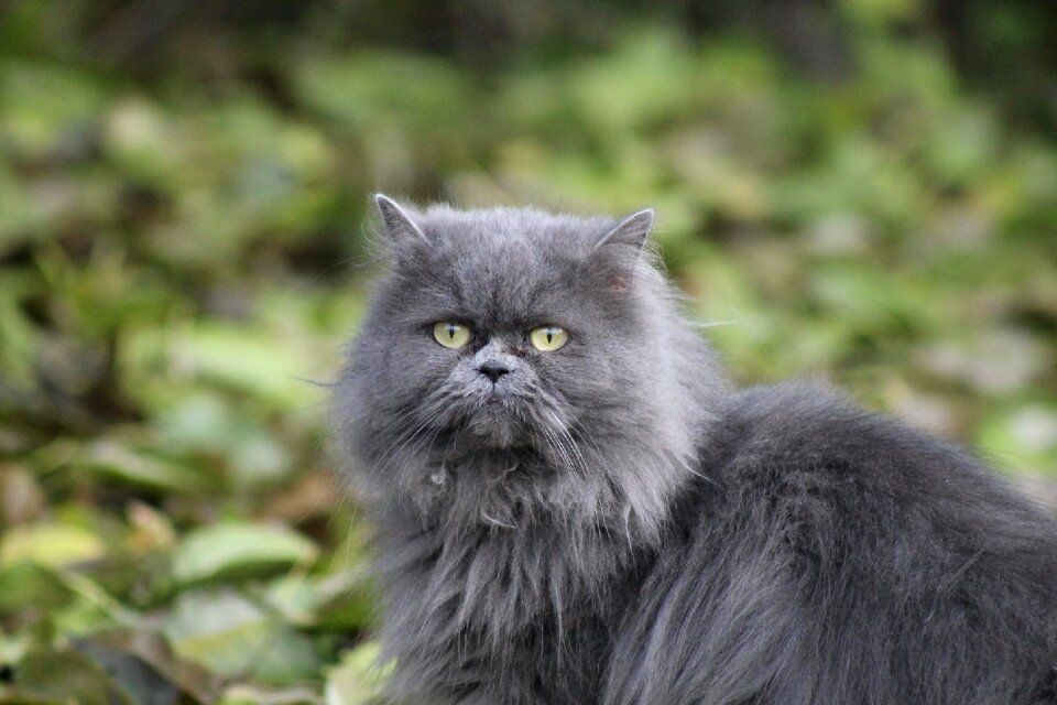 Pets cat eye my favorite
