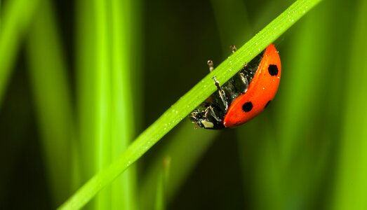 Nature plant beetle