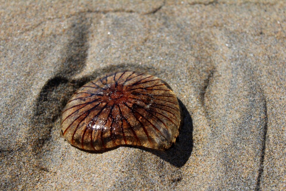 Sand beach sea photo