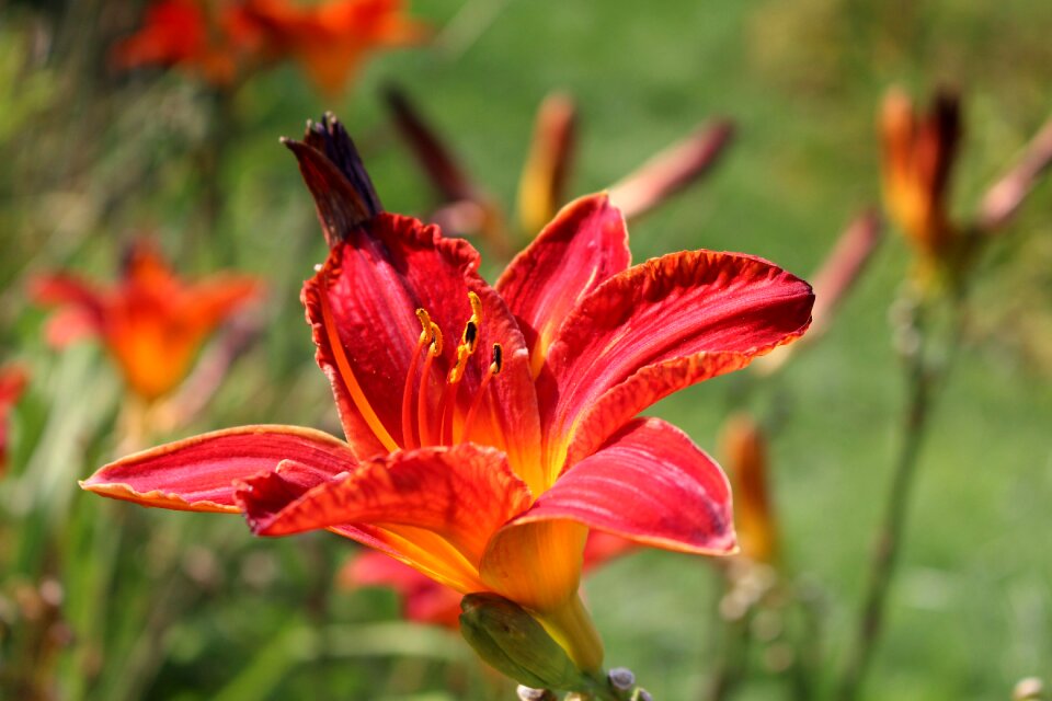 Flower plant garden