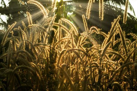 Cereal pasture sunrays