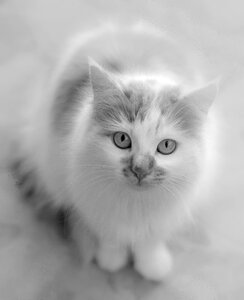 Black and white pet feline