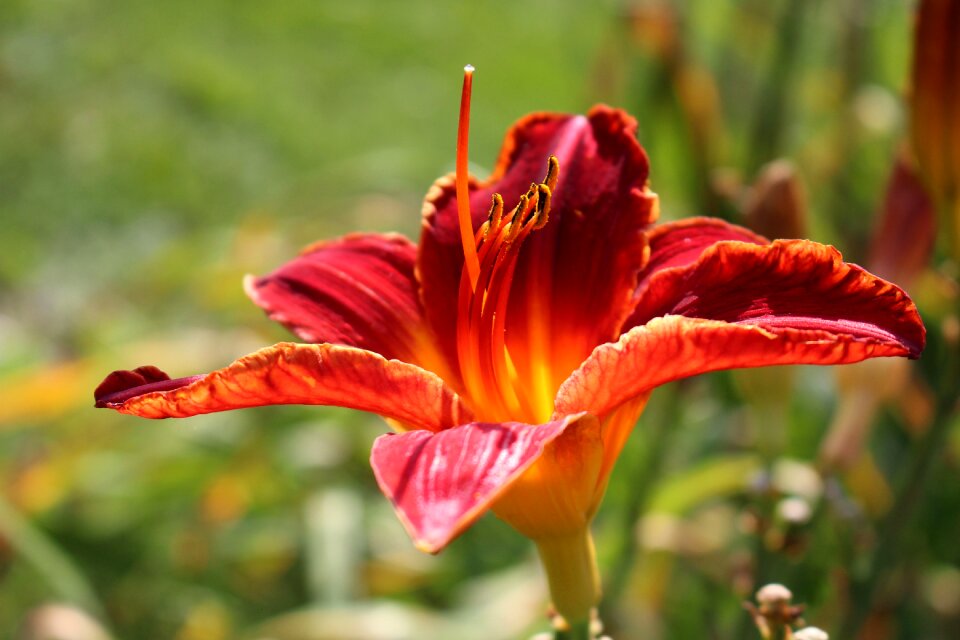 Flower plant garden