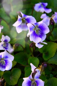 Plant garden violet photo