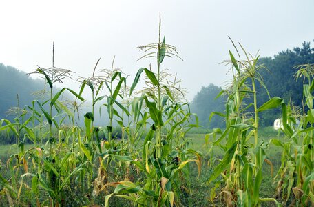 Fi field farm photo