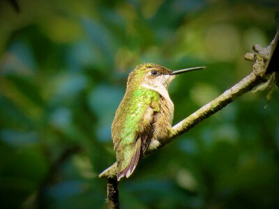Hummingbird wildlife green birds