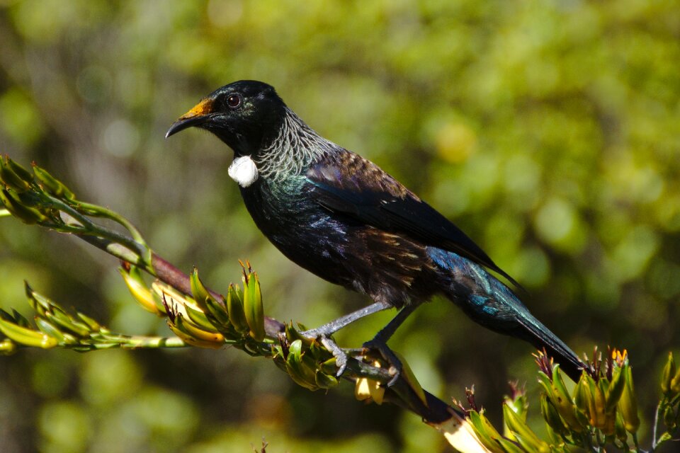 Bokeh bird animal