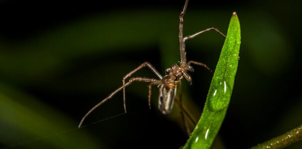 Animals arachnids macro