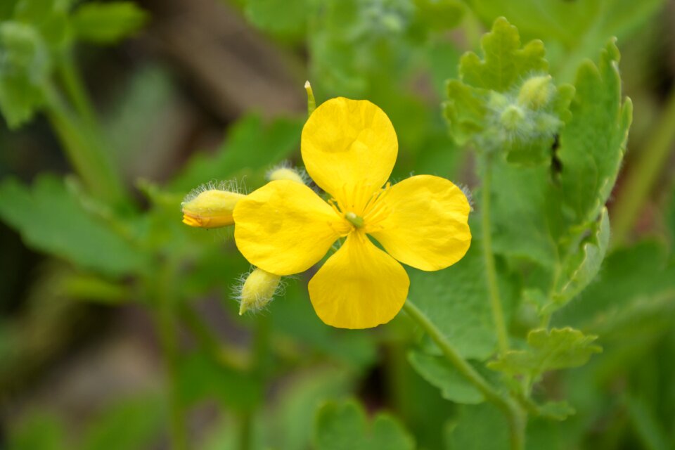 Country yellow flowers flowering