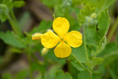 Country yellow flowers flowering