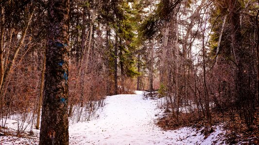 Snow trees brown path photo