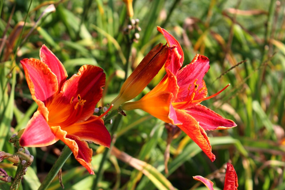 Flower plant garden