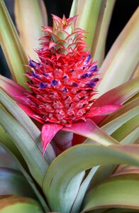 Nature leaf exotic photo