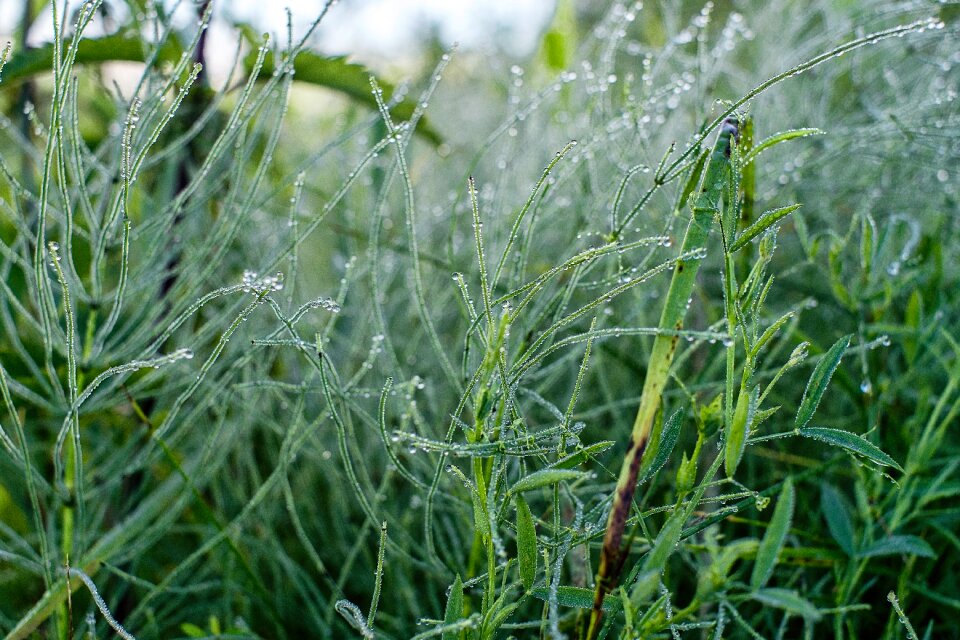 Greens plant nature