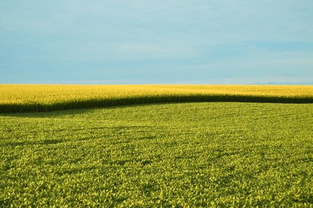 Corn landscape agriculture photo