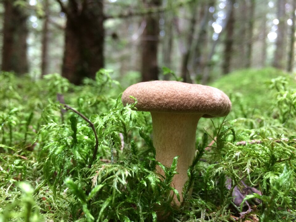 Wood meadow black forest