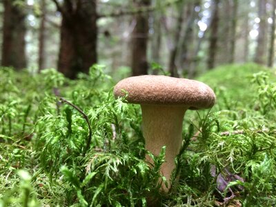 Wood meadow black forest