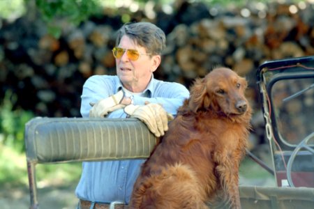 President Ronald Reagan and his dog working at Rancho del Cielo photo