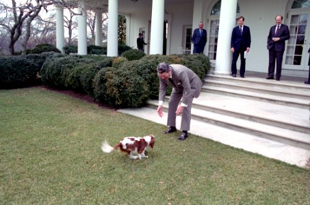 President Ronald Reagan petting Rex the dog