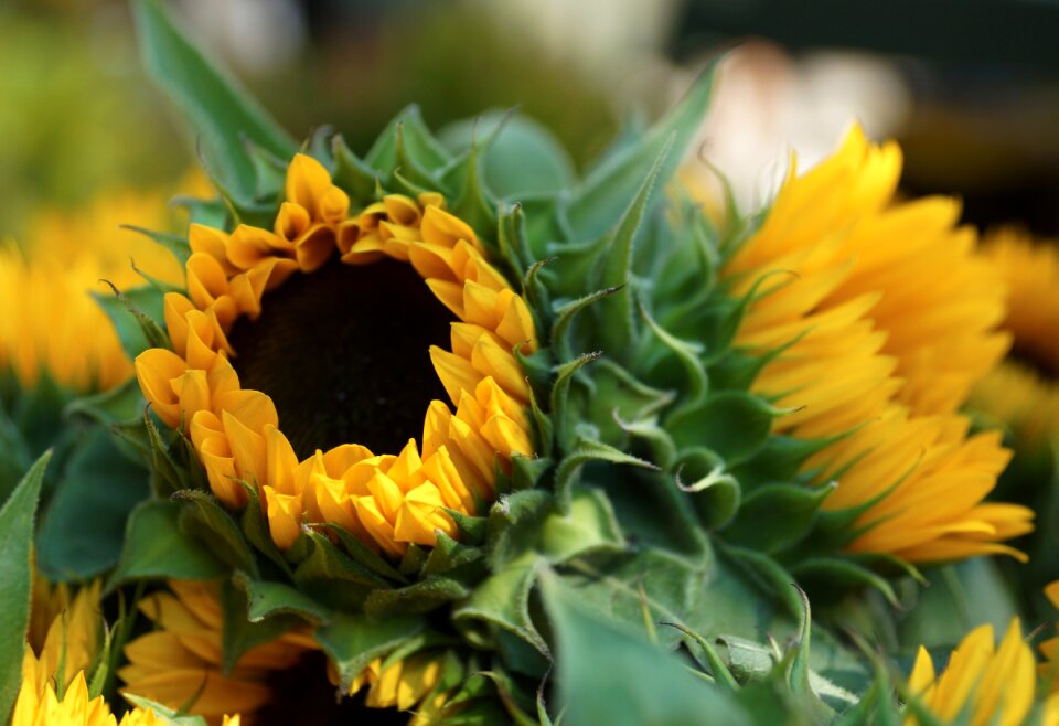 Bloom summer bouquet